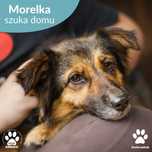 Morelka szuka domu!