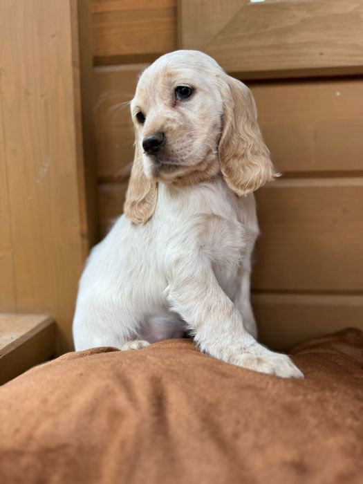 Cocker spaniel angielski Piesek rodowód