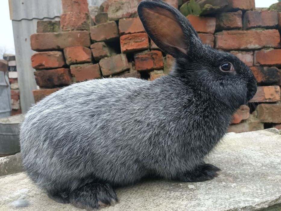 Кролі, кролики, самки, самці, полтавське срібло.