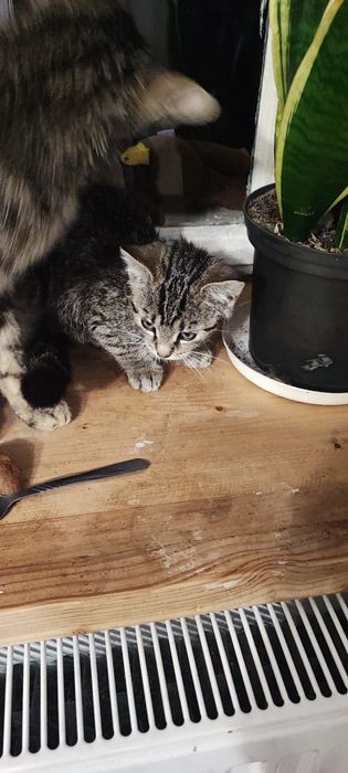 Małe kocięta szukają dobrego domu