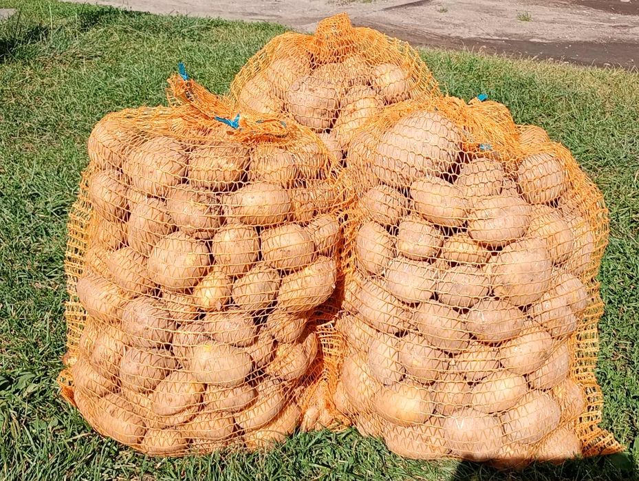 Ziemniaki czerwone /żółte hurt/ detal