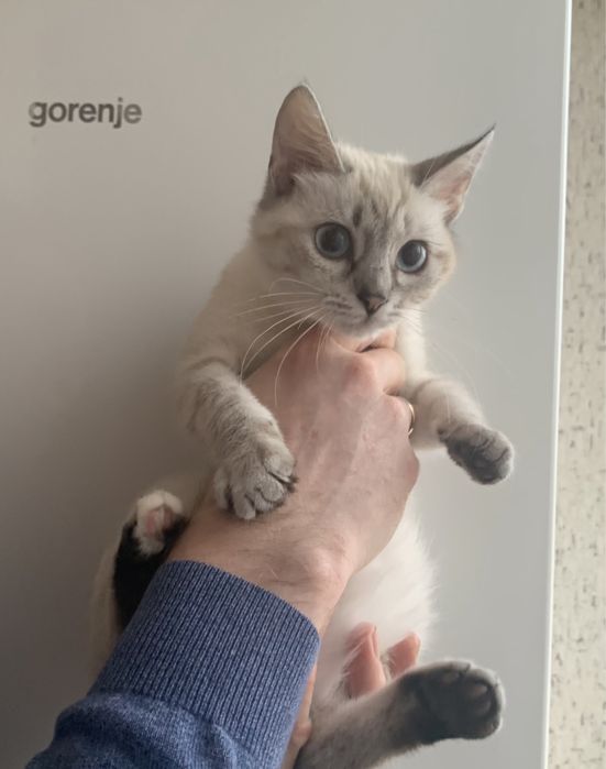 Кошенята шукають люблячу родину