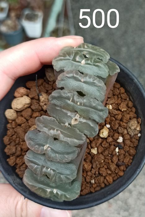 Хавортія Haworthia