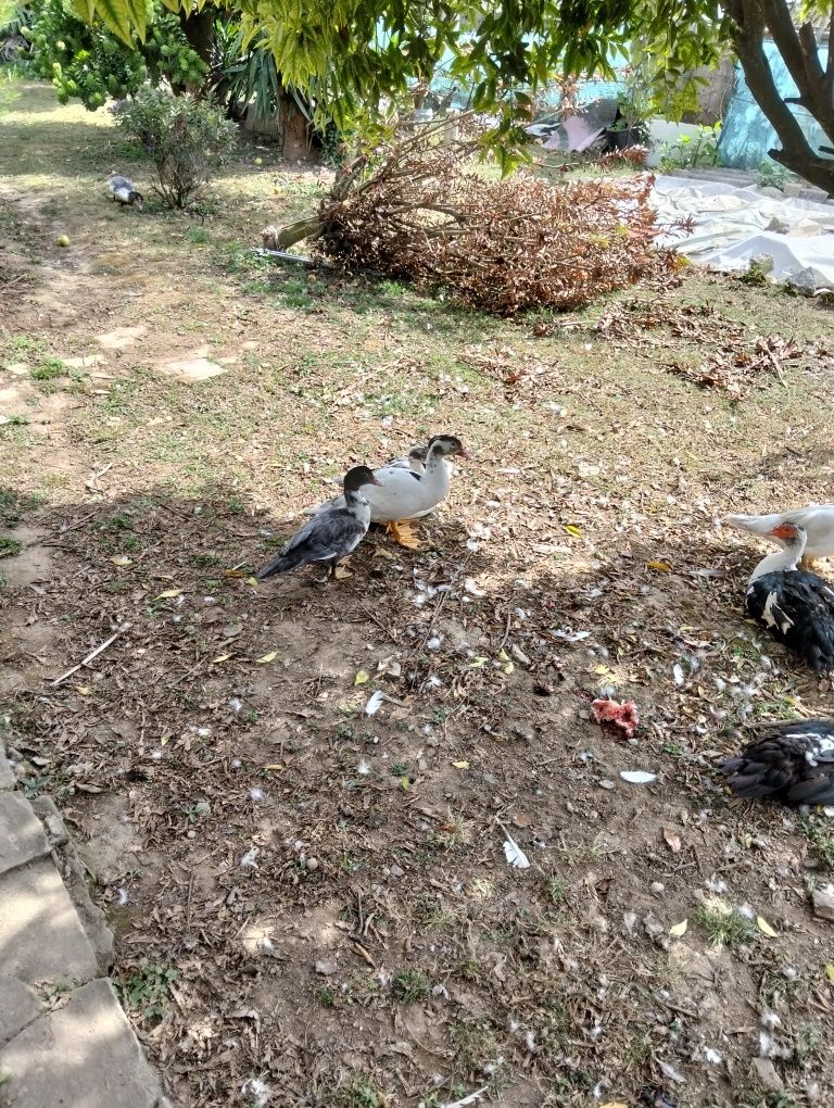 Vendo patos mudos apartir de 6€