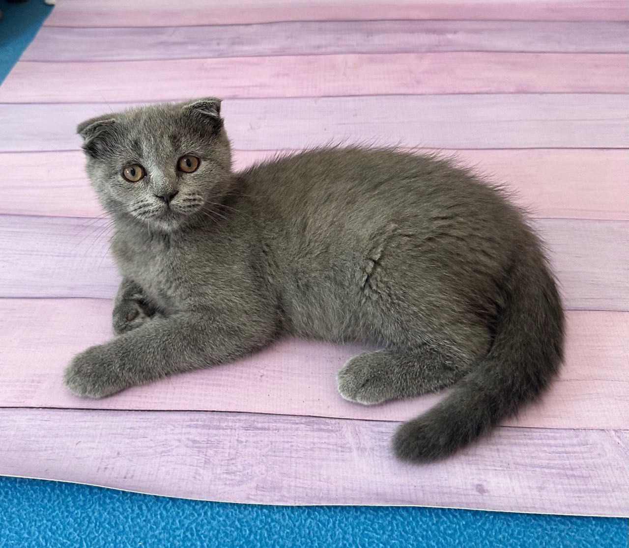 Scottish Fold macho
