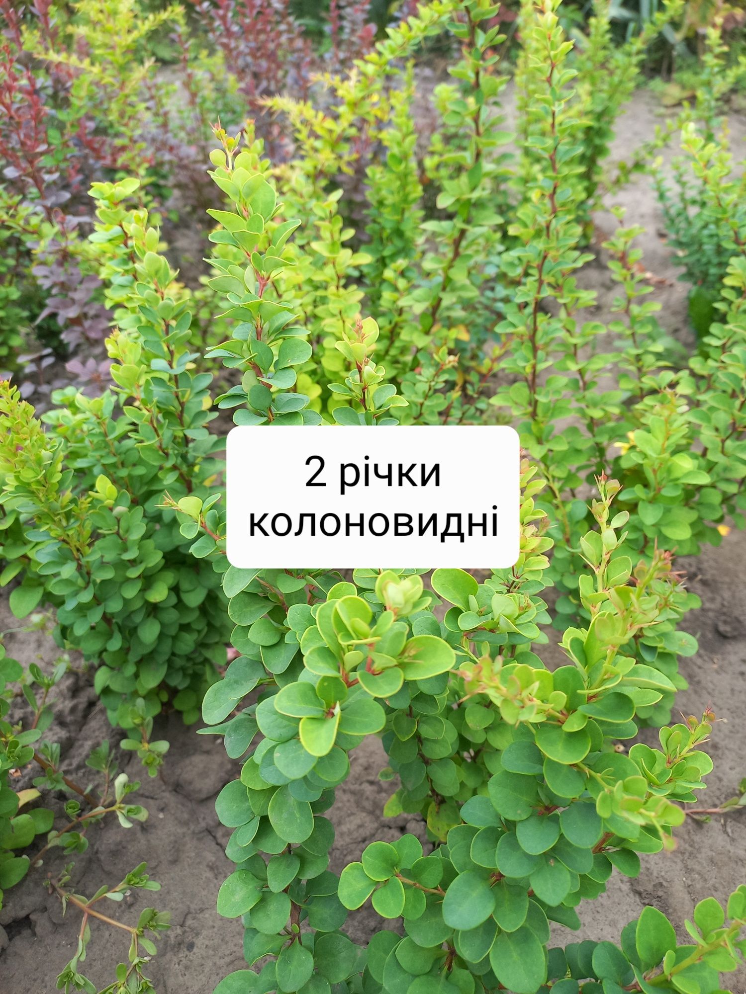 Різнокольорові саджанці барбарисів тунберга.
