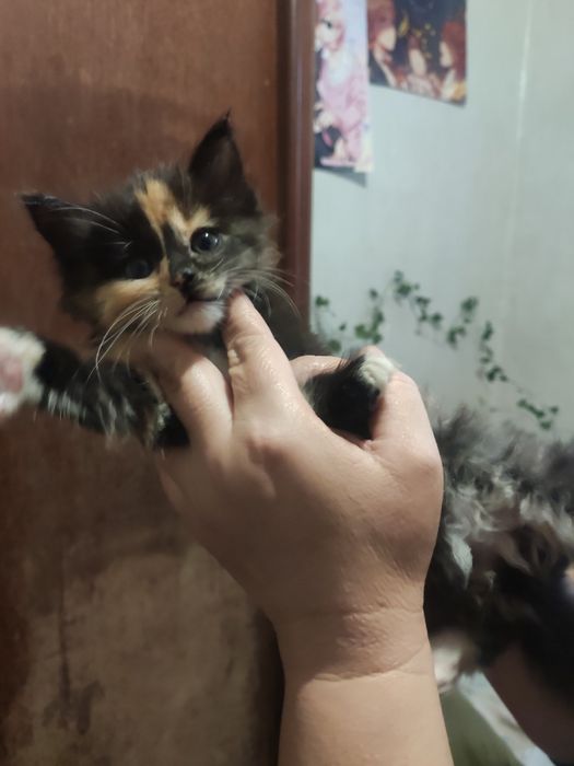 Маленькі кицюні шукауть сім'ю