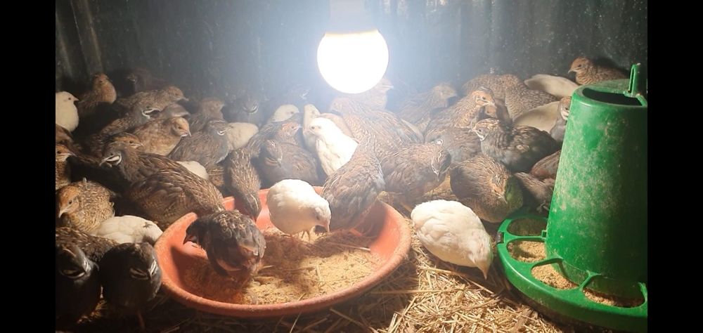 Vendo codornizes da China