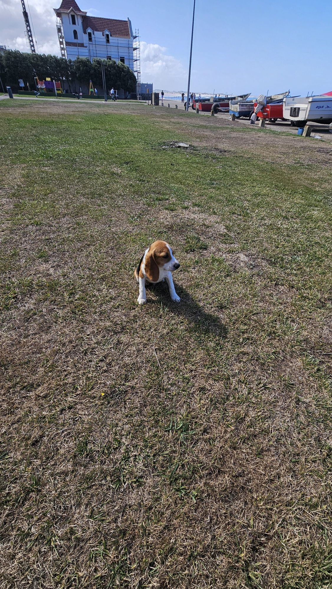 Beagle tricolor macho