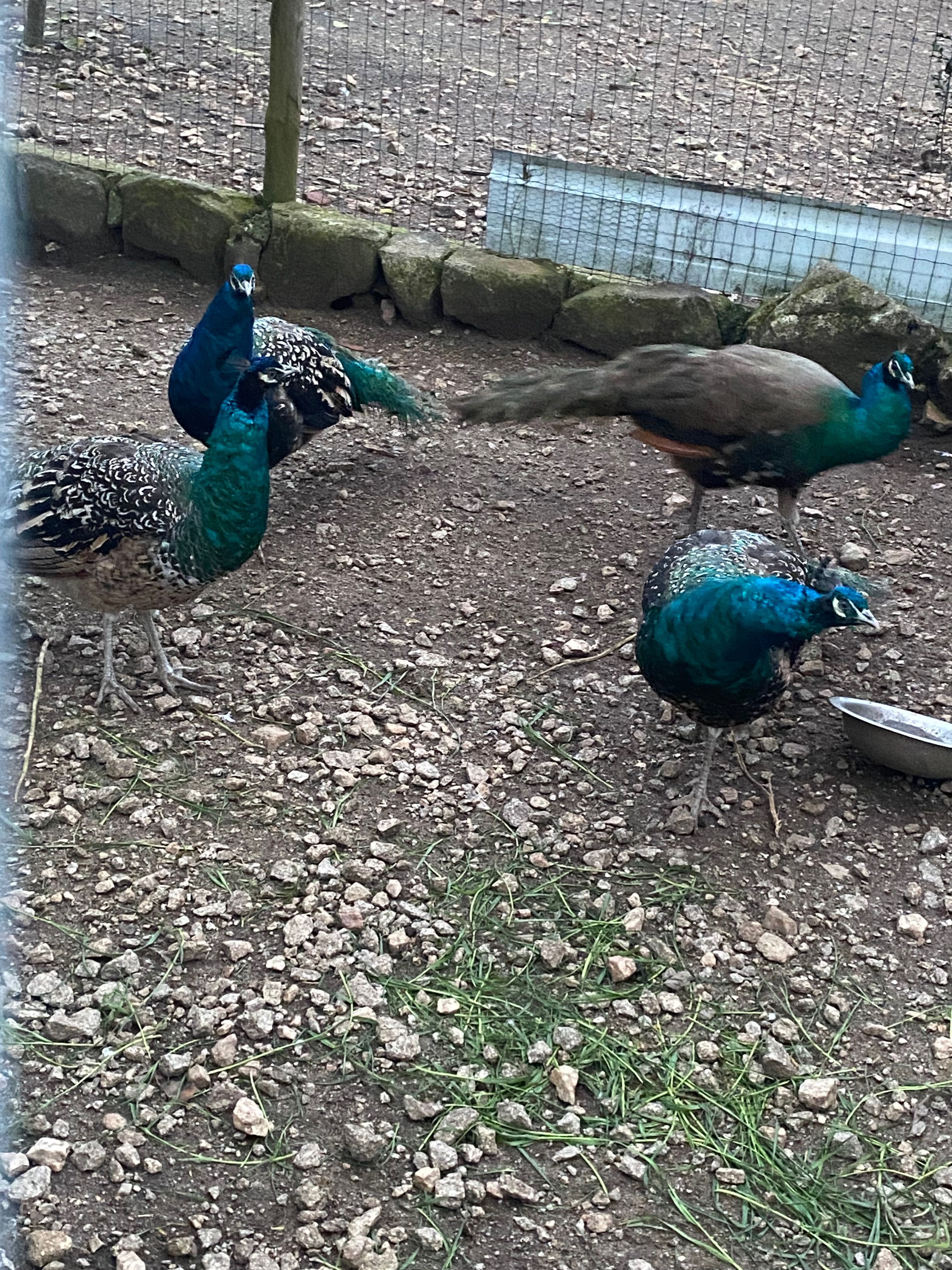Pavões mistura de azul com branco