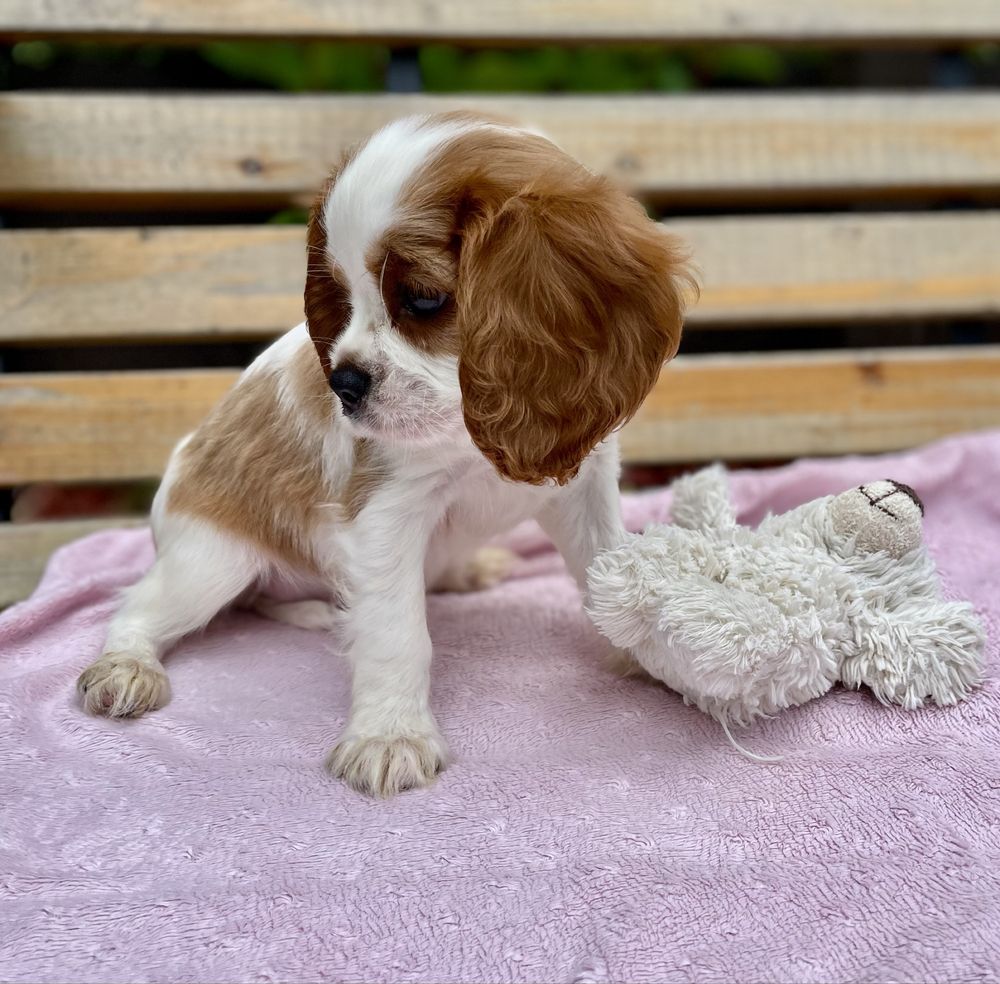 Cavalier king charles spaniel sunia bh