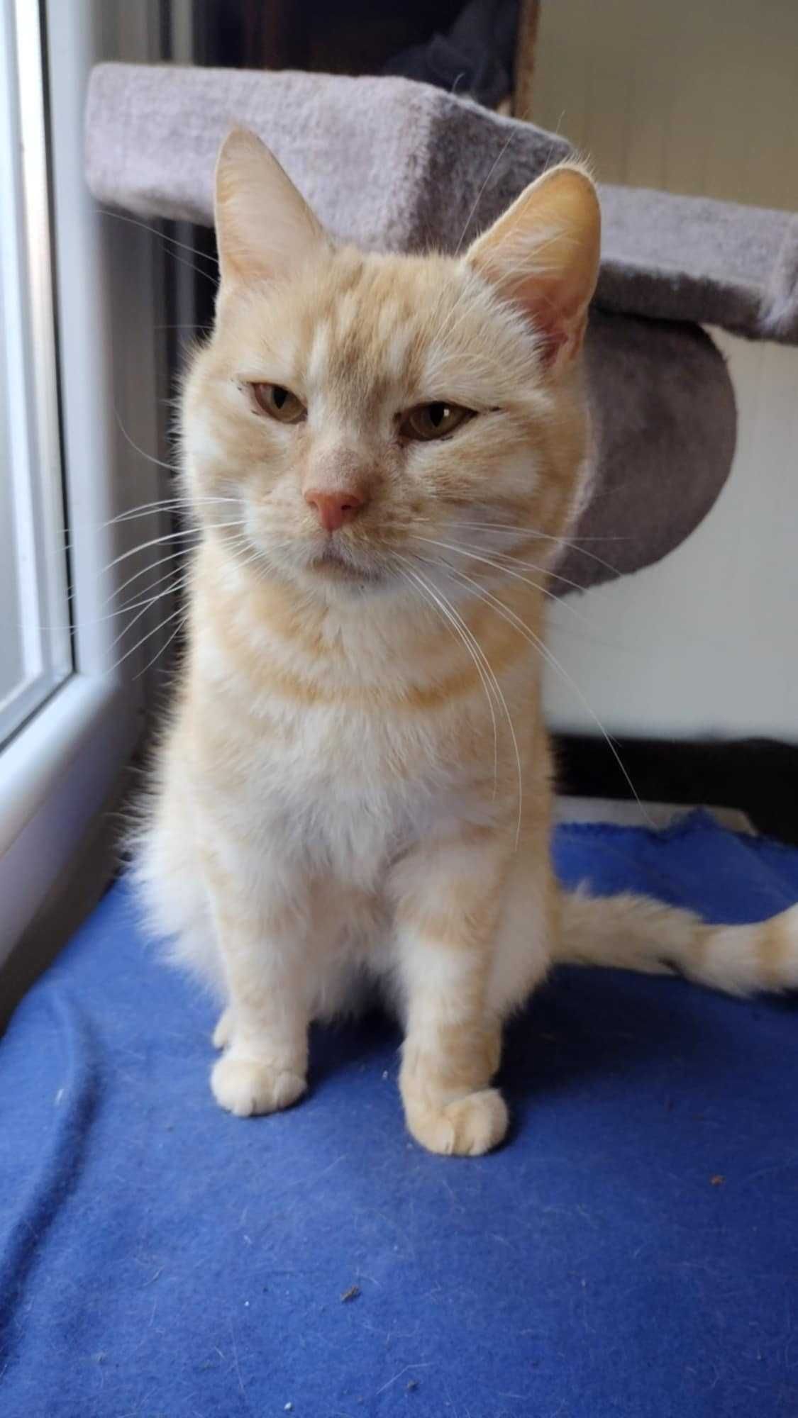 Nigel - piękny kocurek potrzebuje domu, opieki. Adopcja