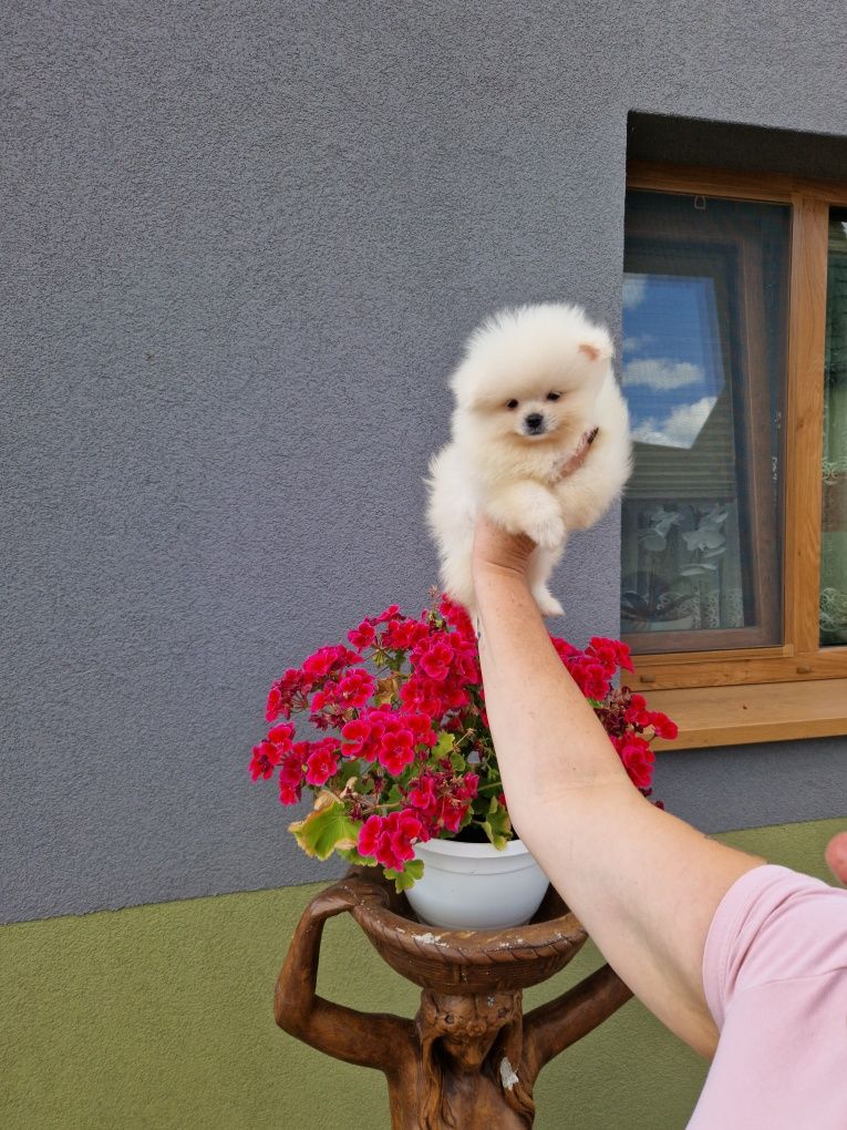 Szpic miniaturowy Pomeranian Boo 2xszczepienia wyprawka I leg