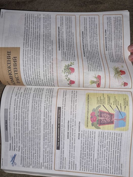 Комнатное цветоводство.  Все о комнатных растениях. Хессайон