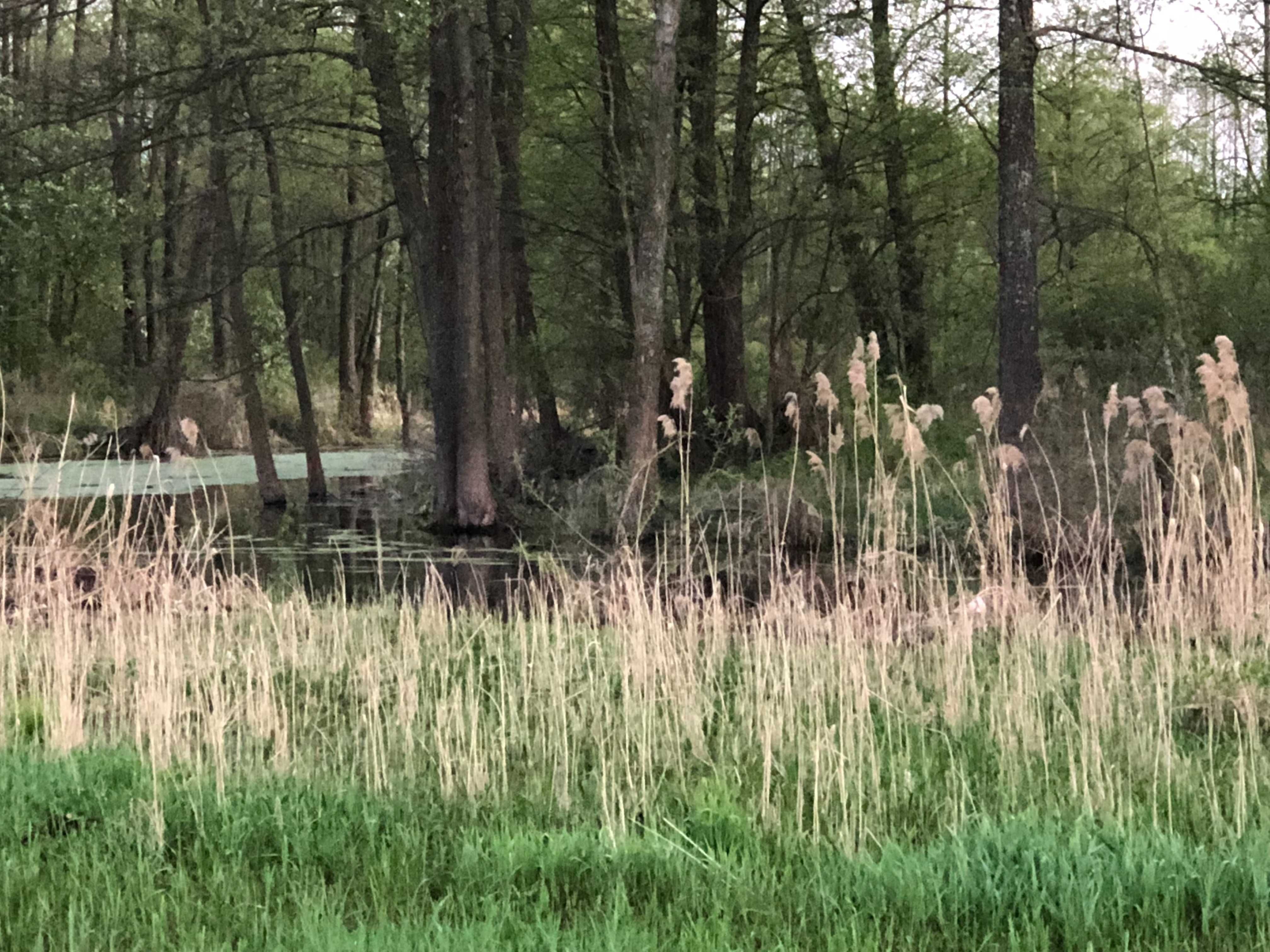 Domek nad Bugiem do wynajęcia