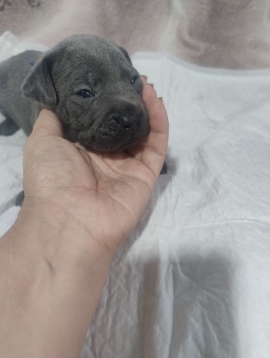 Щенки Кане корсо