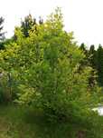 Magnolia Biała 2m