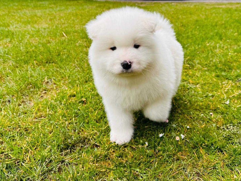 Samojed Samoyed Suczka