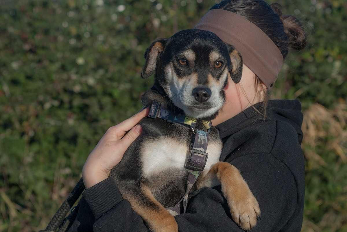 Trufel - młody słodziak, potrzebujący wspierającego opiekuna- adopcja.