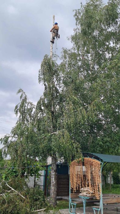 Спил дерев,обрізка гілок,прибирання території.