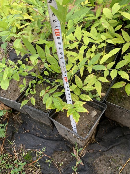 Гліцинія морозостійка