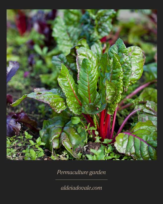 Horta em Permacultura