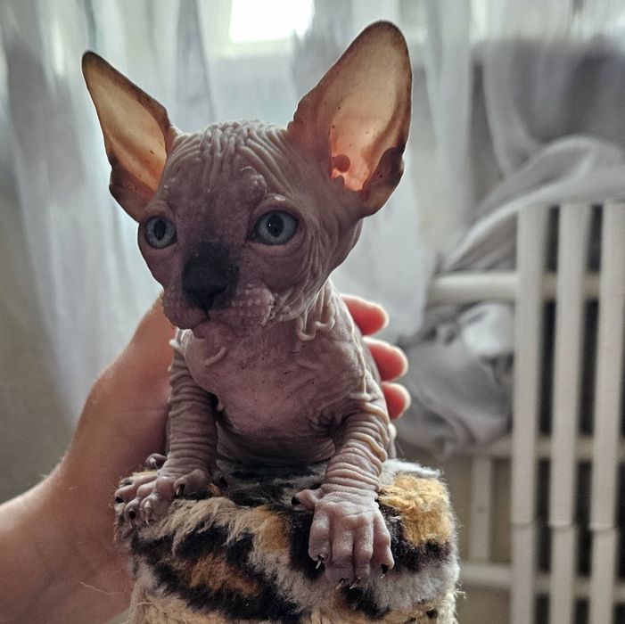 Котята Канадского Сфинкса