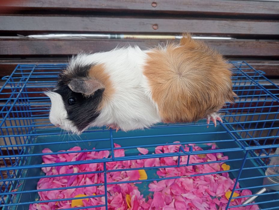 Продам морську свинку