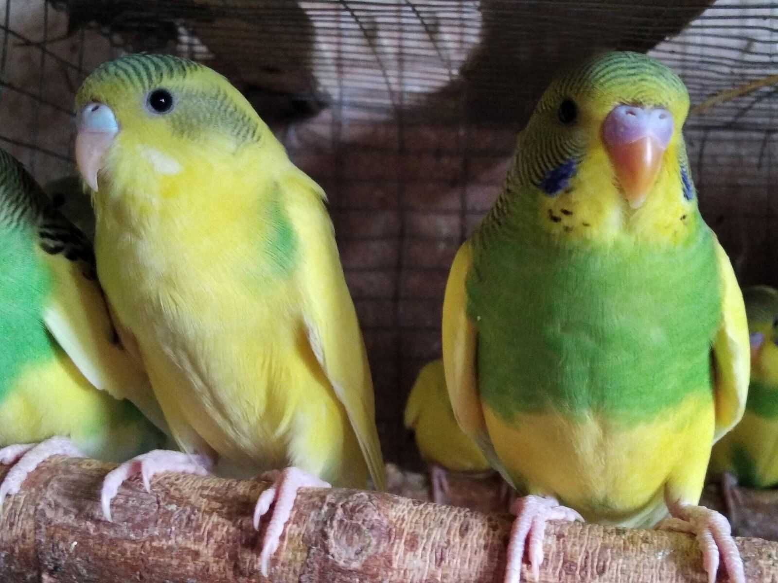 Молодежь волнистых попугаев