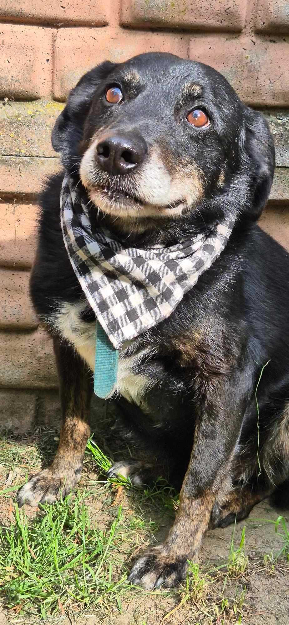 Piesek około 7 lat
