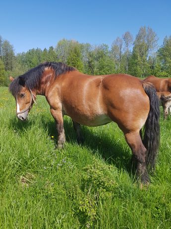 Klacz zimnokrwista gniada