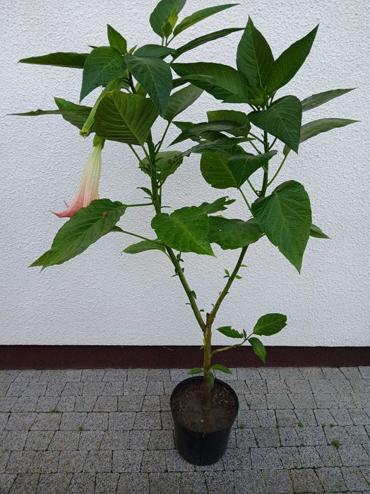 Datura,Burgmansja,rozsady