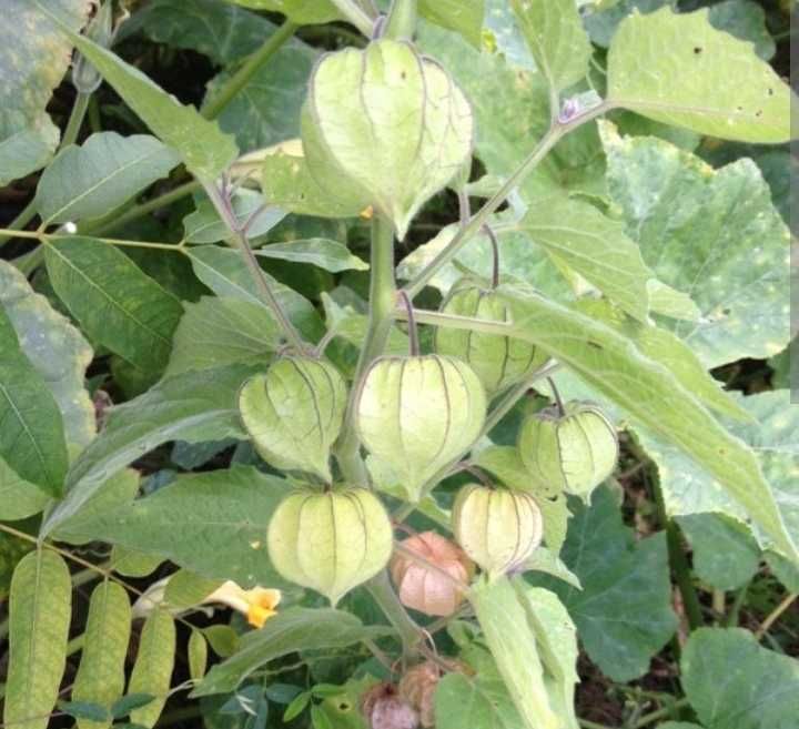 Única Gigante Physalis/ Manjericão Nativo Biológico Gigante