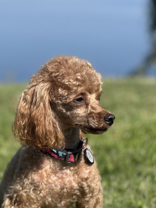 Той-пудель дівчинка