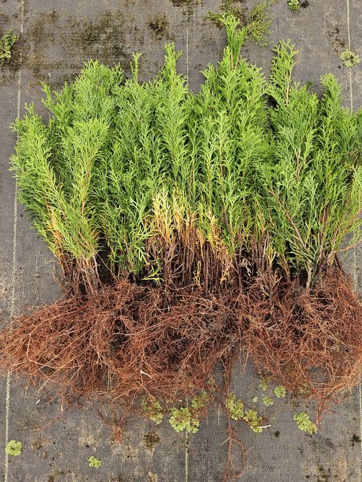 Tuja Smaragd - Szmaragd, trzyletnie sadzonki