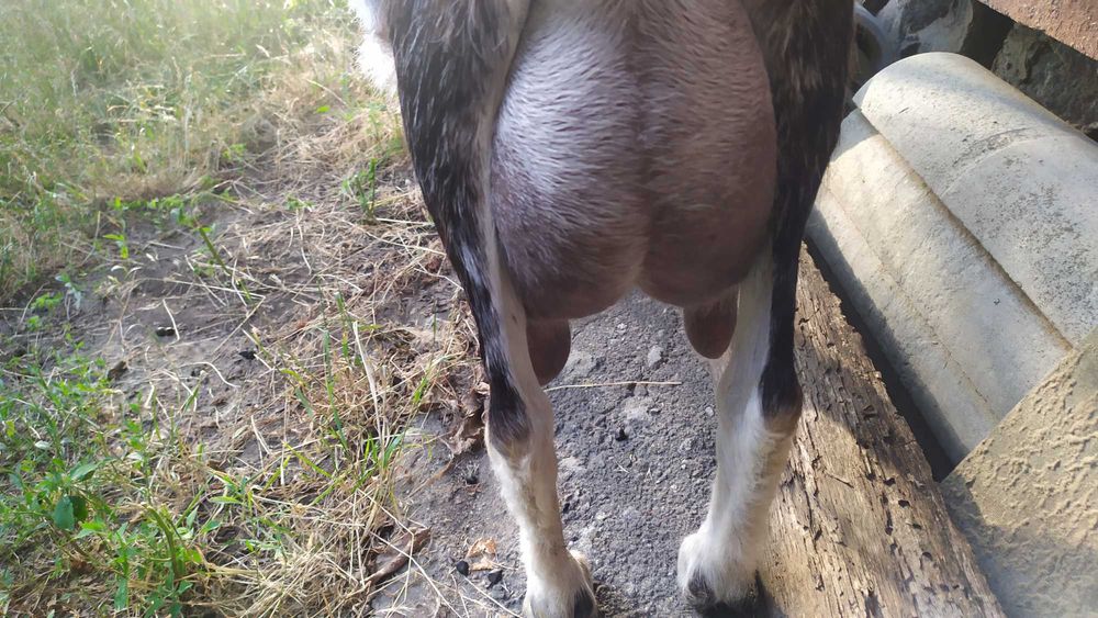 Коза дійна 2 роки