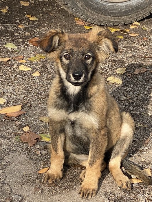 Бездомна дівчинка шукає люблячу родину