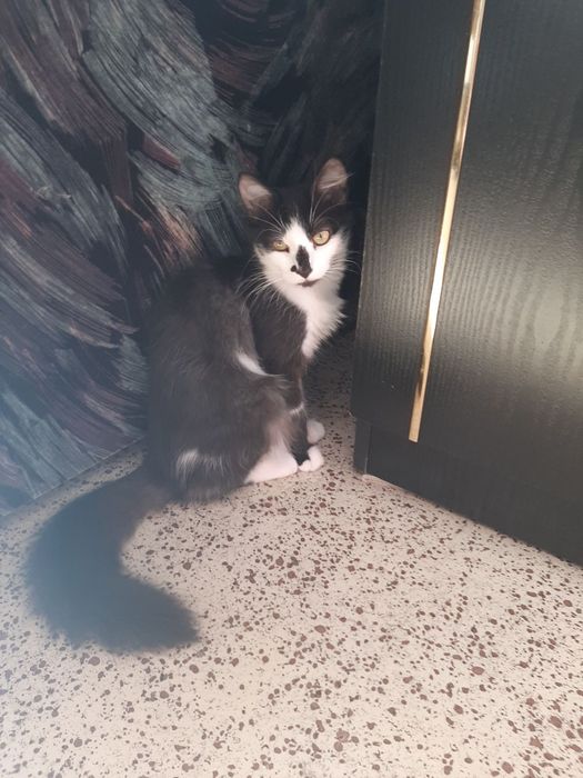 Котенок в хорошие руки. Котята даром. Кот. Котик бесплатно