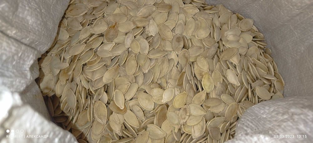 Продам семена домашней тыквы (гарбуза). 2025.