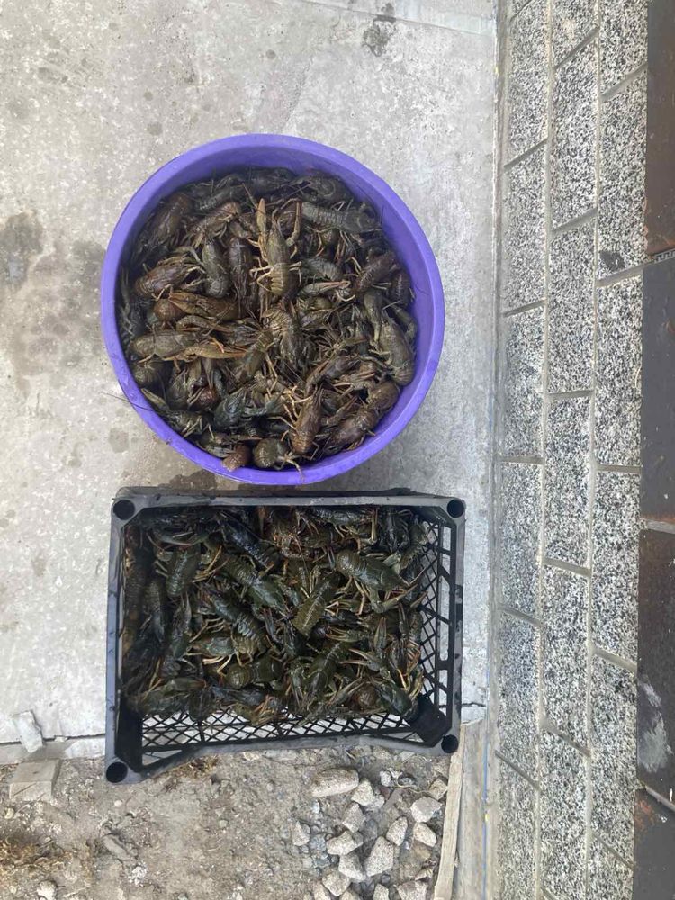 Продам живих раків