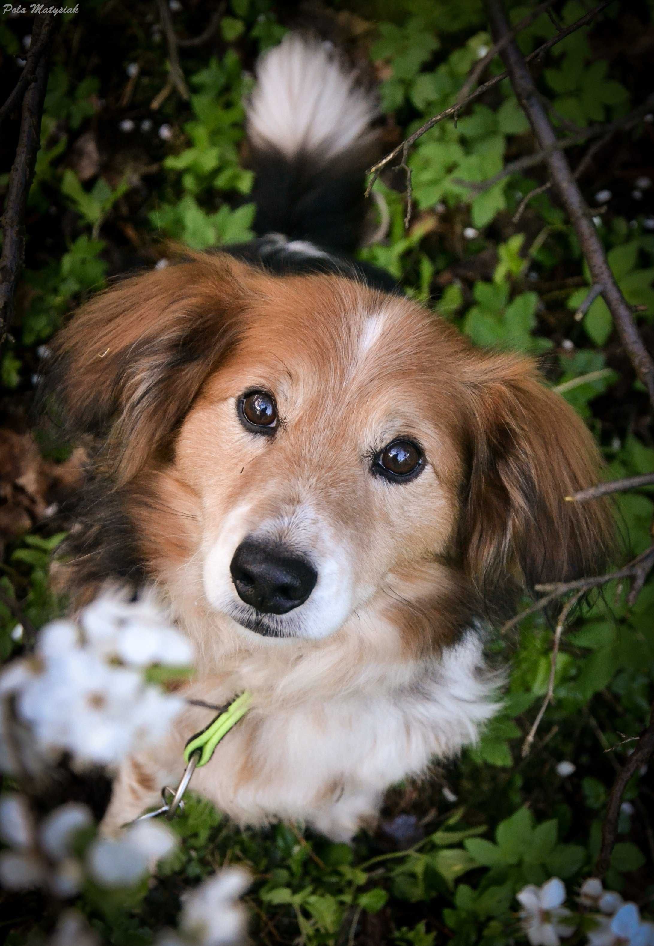 Śliczny Bohunek do adopcji ! !