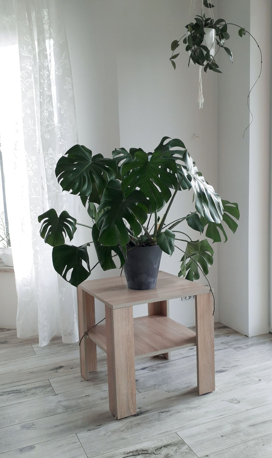 Monstera w doniczce