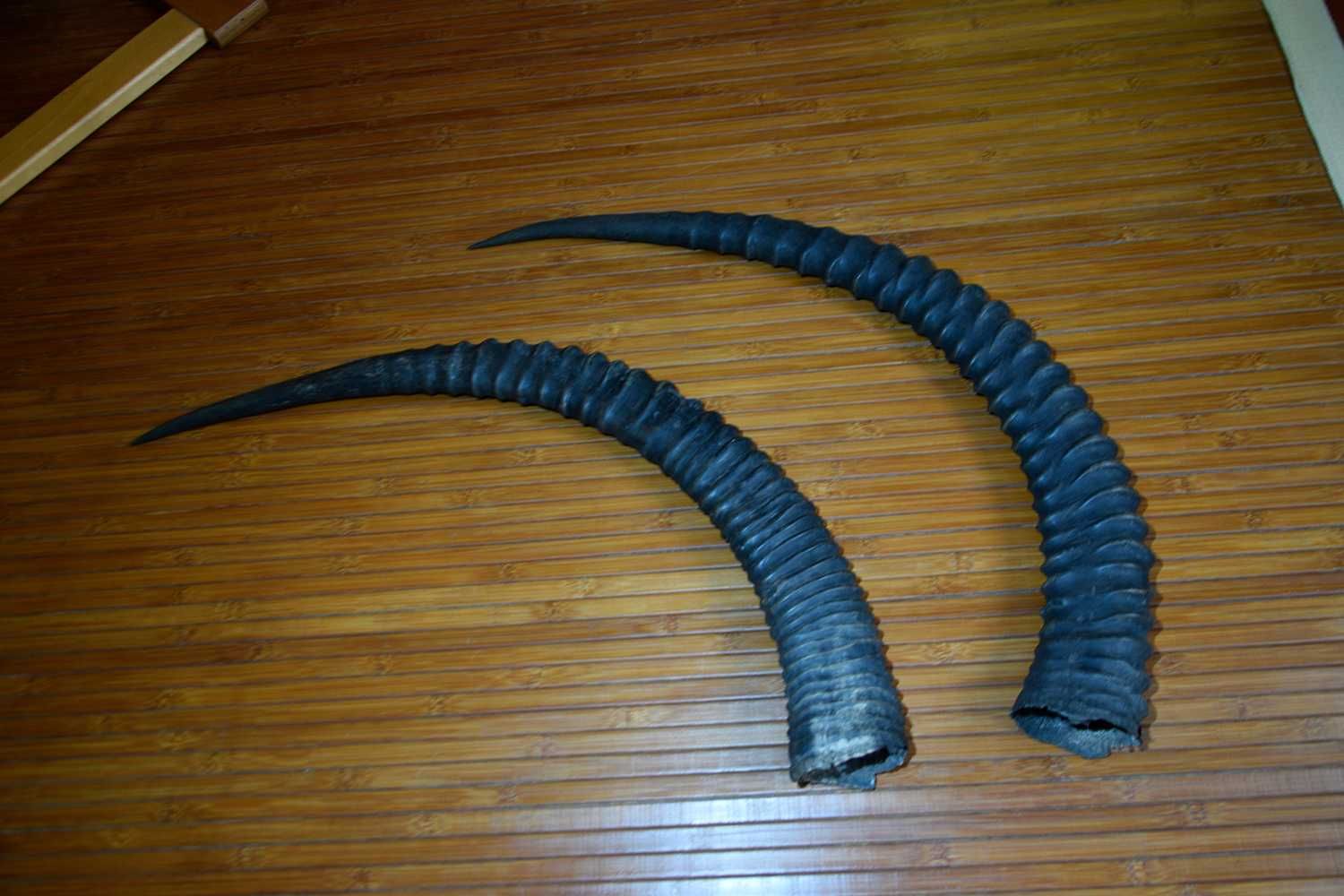 Par de Chifre 85cm