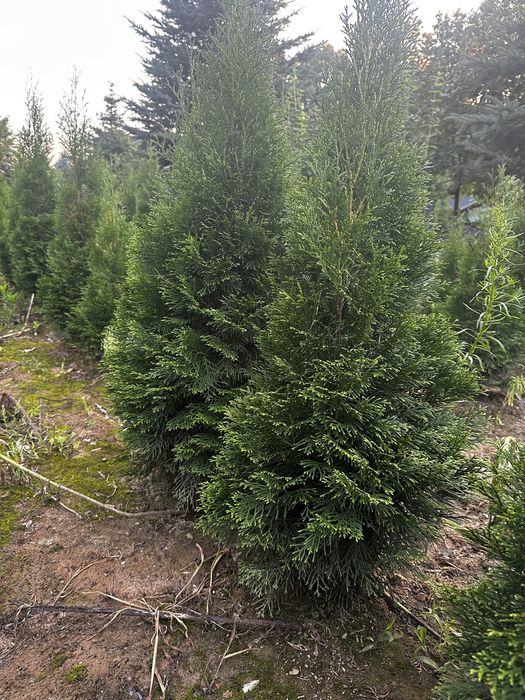 Tuje szmaragd od 100 cm do 140 cm jesien  2025