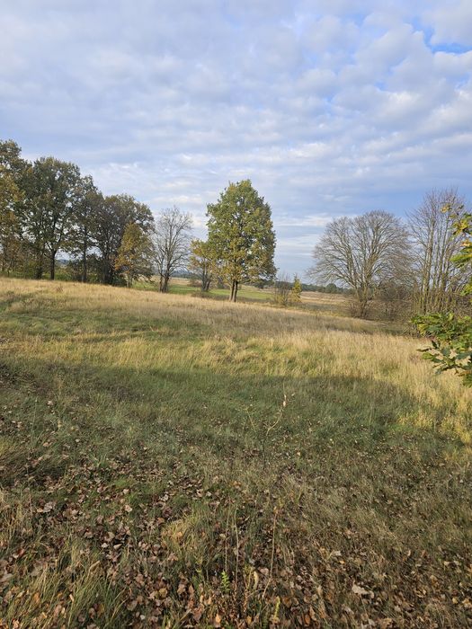 Piękna łąka nad Narwią Osetno/ pow. Łomżyński