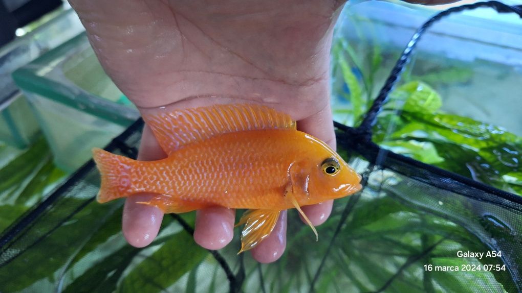Aulonocara Fire Fish dragon.