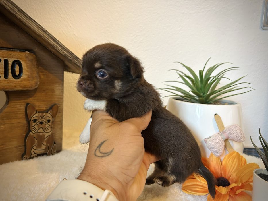 Menino chihuahua chocolate semi pelo