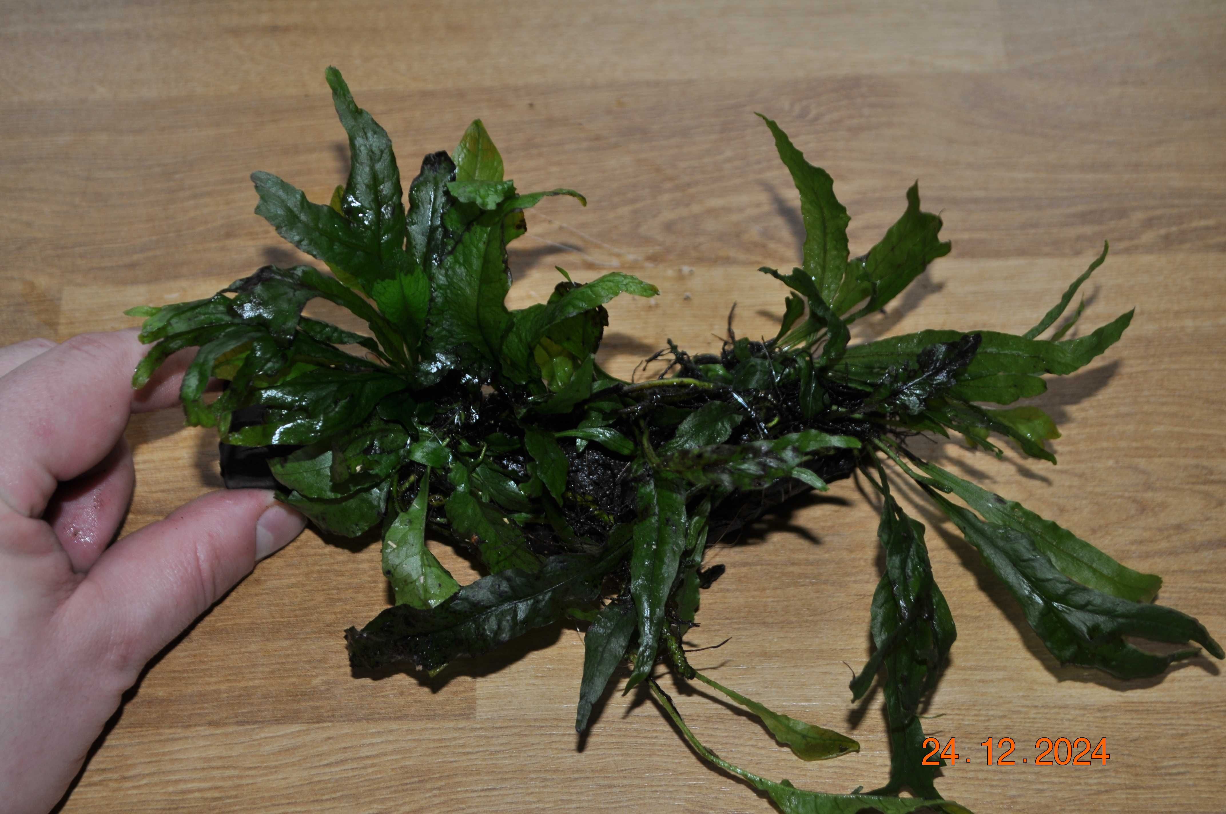 Microsorium Sp. Thor Hammer, Pteropus, Latifolia na korzeniu kamieniu