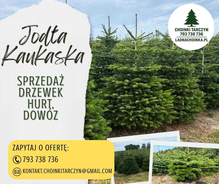 Jodła Kaukaska – sprzedaż choinek z dostawą na całą Polskę Choinki