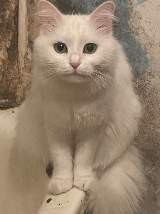 Віддам кішку білого коліру